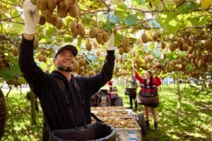 Fruit Farm Worker Jobs in New Zealand 2026 – Apply Now