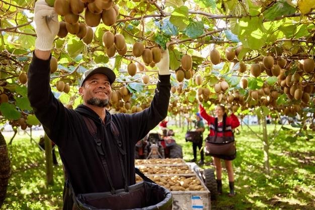 Fruit Farm Worker Jobs in New Zealand 2026 – Apply Now