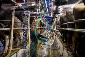 Dairy Farm Worker Jobs in New Zealand 2026 – Apply Now