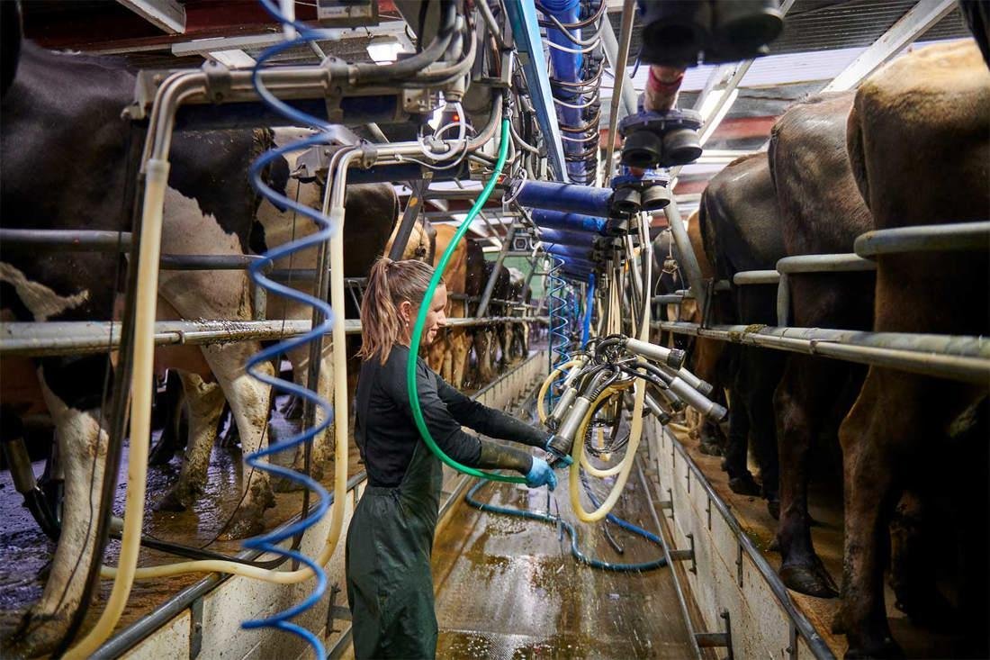 Dairy Farm Worker Jobs in New Zealand 2026 – Apply Now