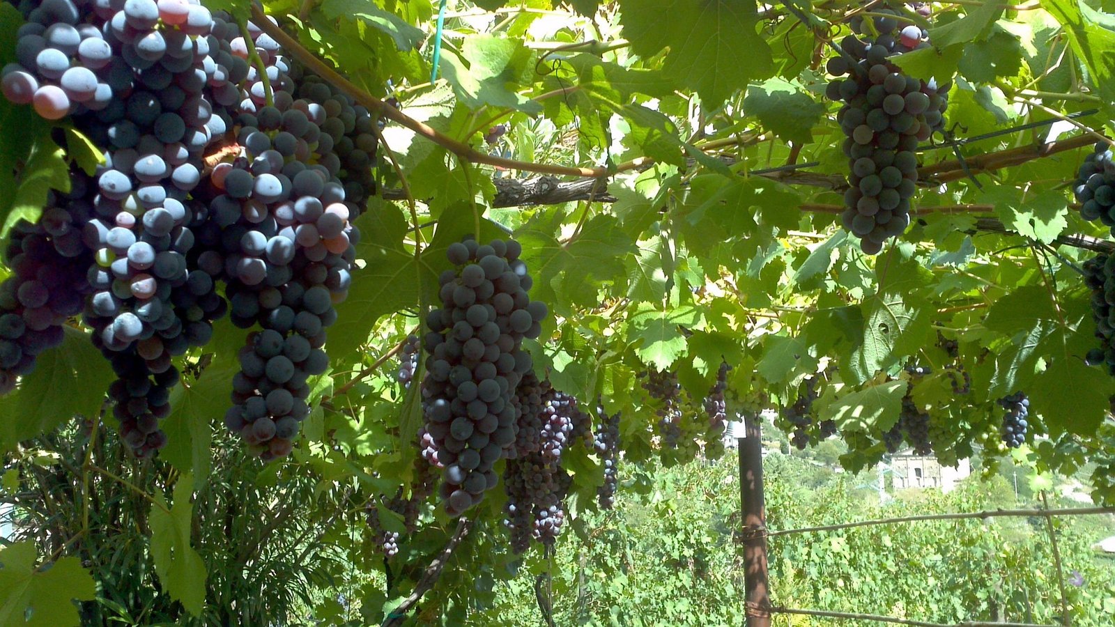  Fruit Picker / Farm Worker Jobs in Australia 2026
